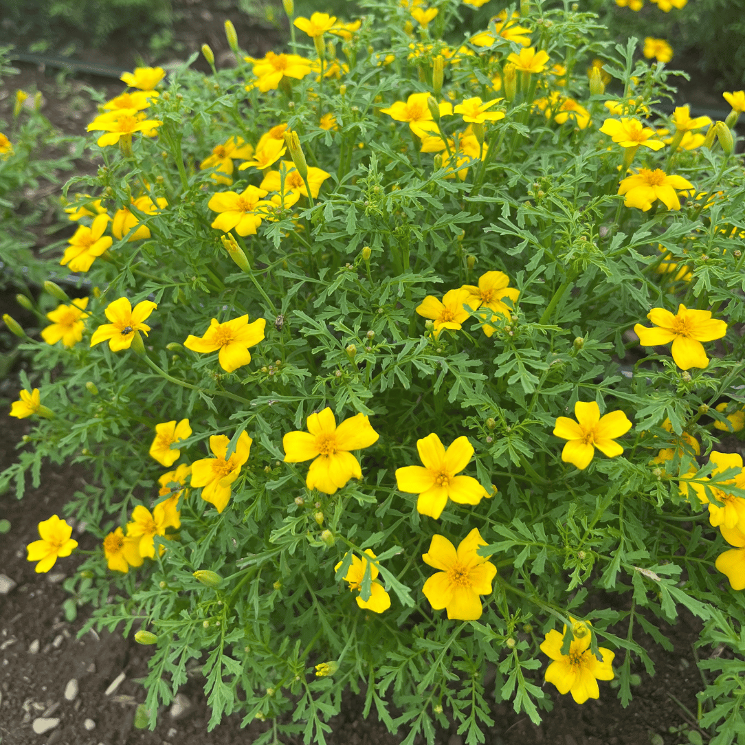 Bright Lemon Gem Marigold flowers with vibrant yellow blooms and green foliage from Hudson Valley Seed Co.
