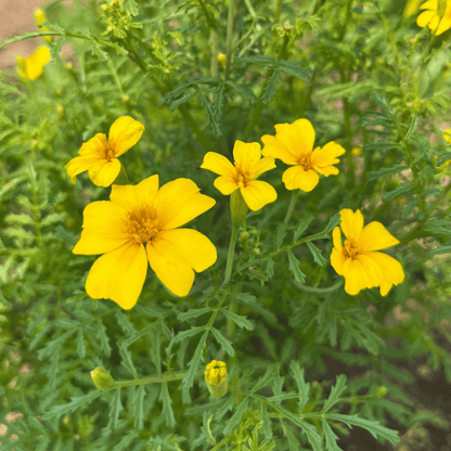 Bright yellow Lemon Gem Marigold flowers with lush green foliage, showcasing vibrant blooms from Hudson Valley Seed Co.
