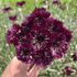 Black Button Centaurea flowers with dark purple petals and green foliage, from Hudson Valley Seed Co.