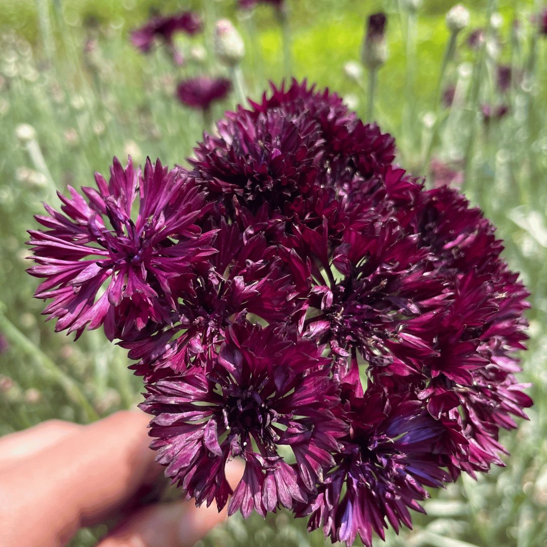 Black Button Centaurea flower from Hudson Valley Seed Co., showing dark purple petals and green foliage.