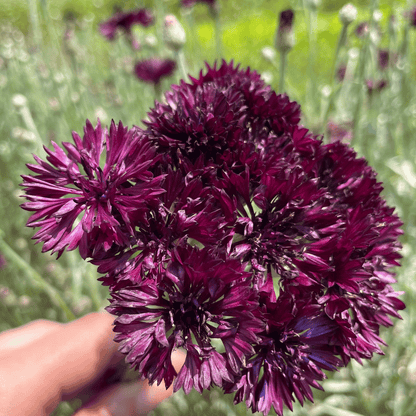 Black Button Centaurea flower from Hudson Valley Seed Co., showing dark purple petals and green foliage.