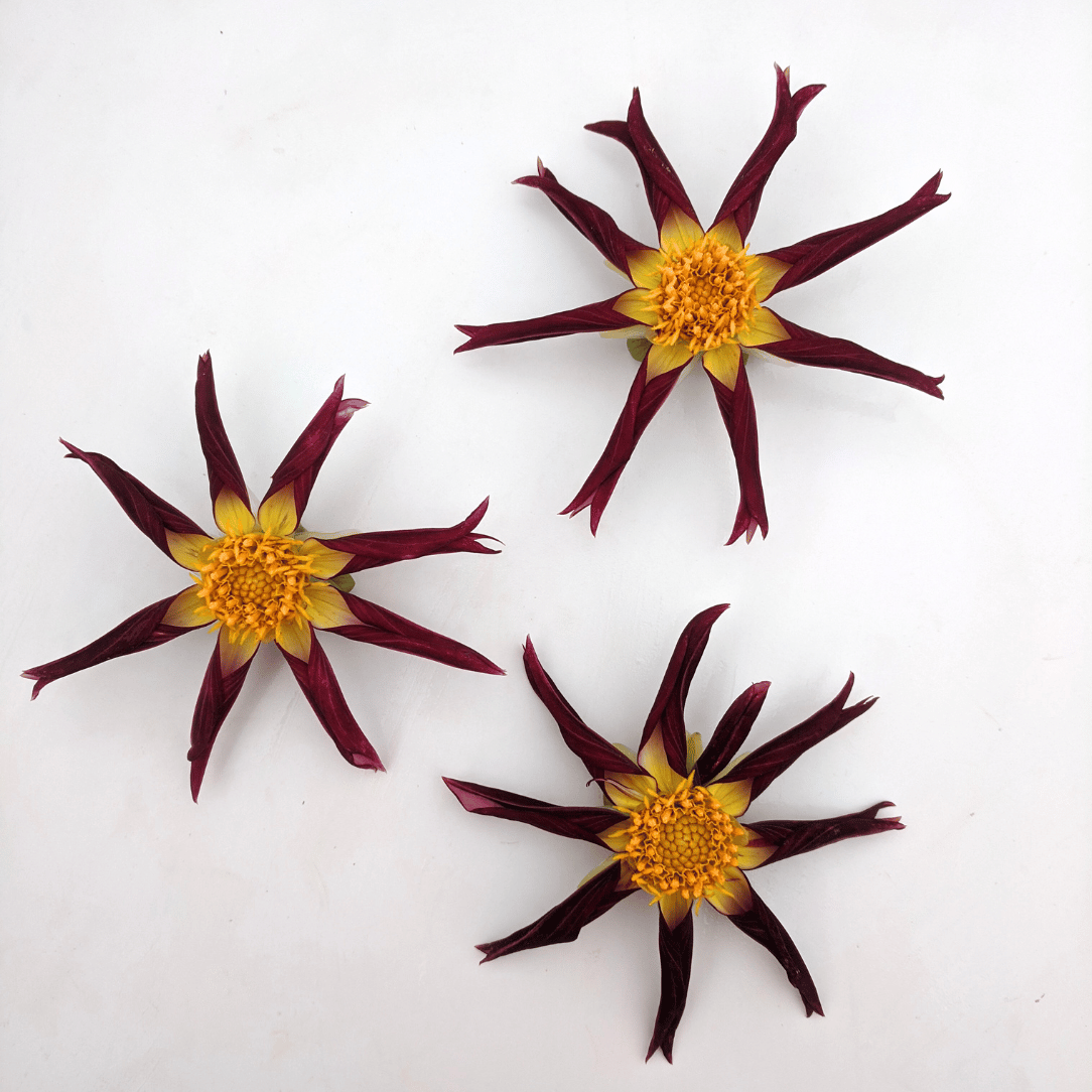 Hudson Valley Seed Co. Tahoma Moonshot Dahlia tuber with vibrant, healthy roots and fresh foliage for planting.