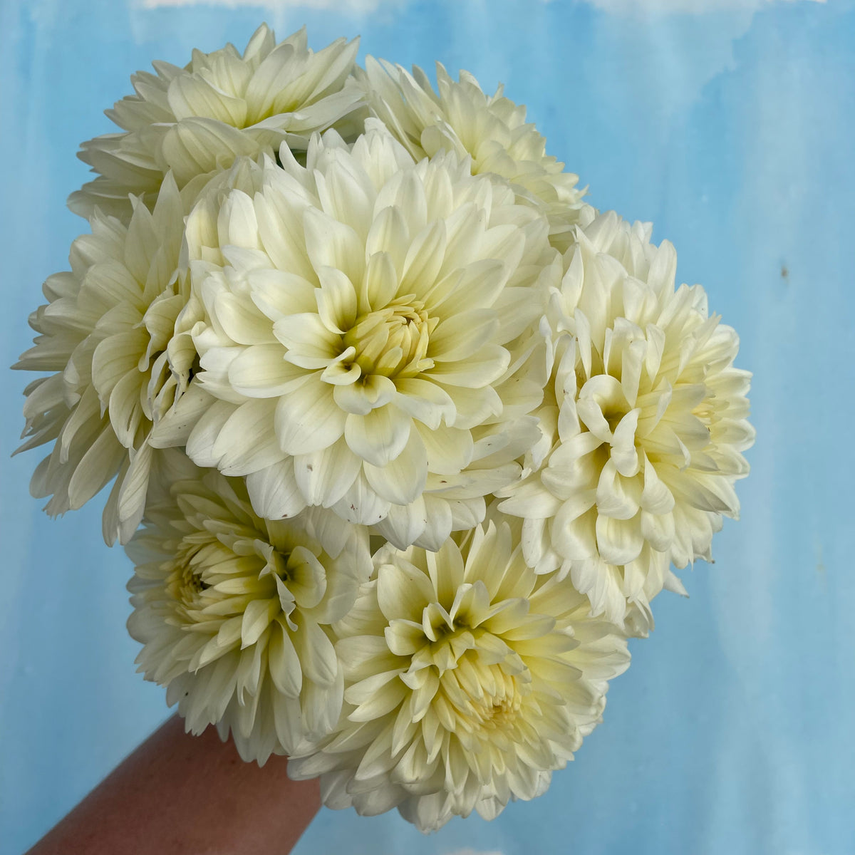 Fresh tapioca dahlias from Hudson Valley Seed Co., showcasing vibrant, large flower blooms with pink and purple petals.