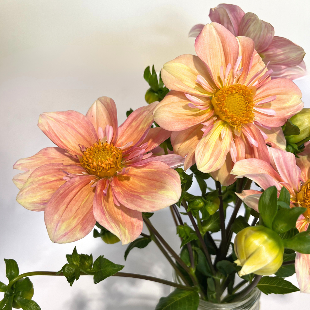 Pink Apple Blossom Dahlia flower tuber from Hudson Valley Seed Co. showcasing vibrant blooms and lush foliage.