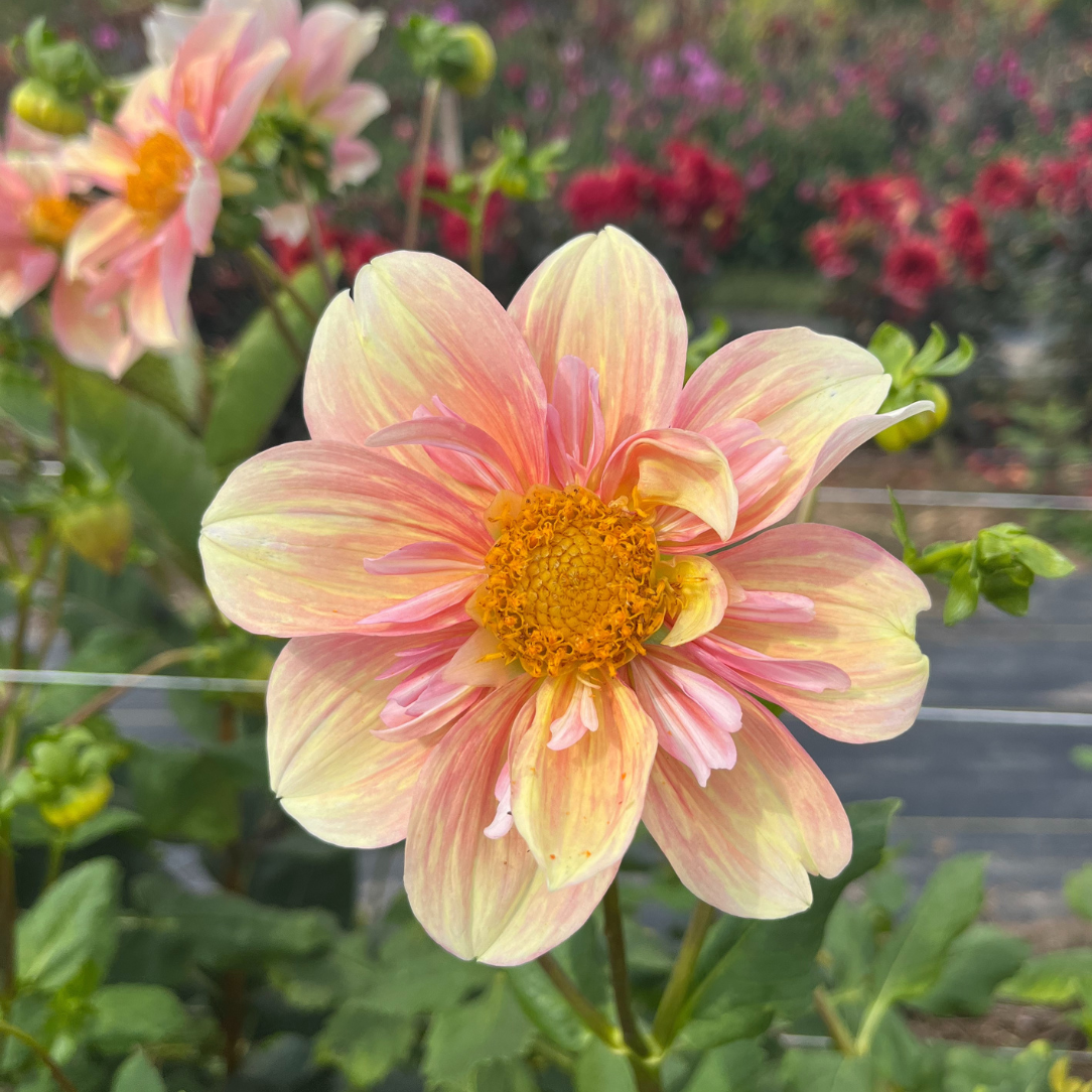 Pink apple blossom dahlia flower tuber from Hudson Valley Seed Co. with vibrant petals and lush green leaves.