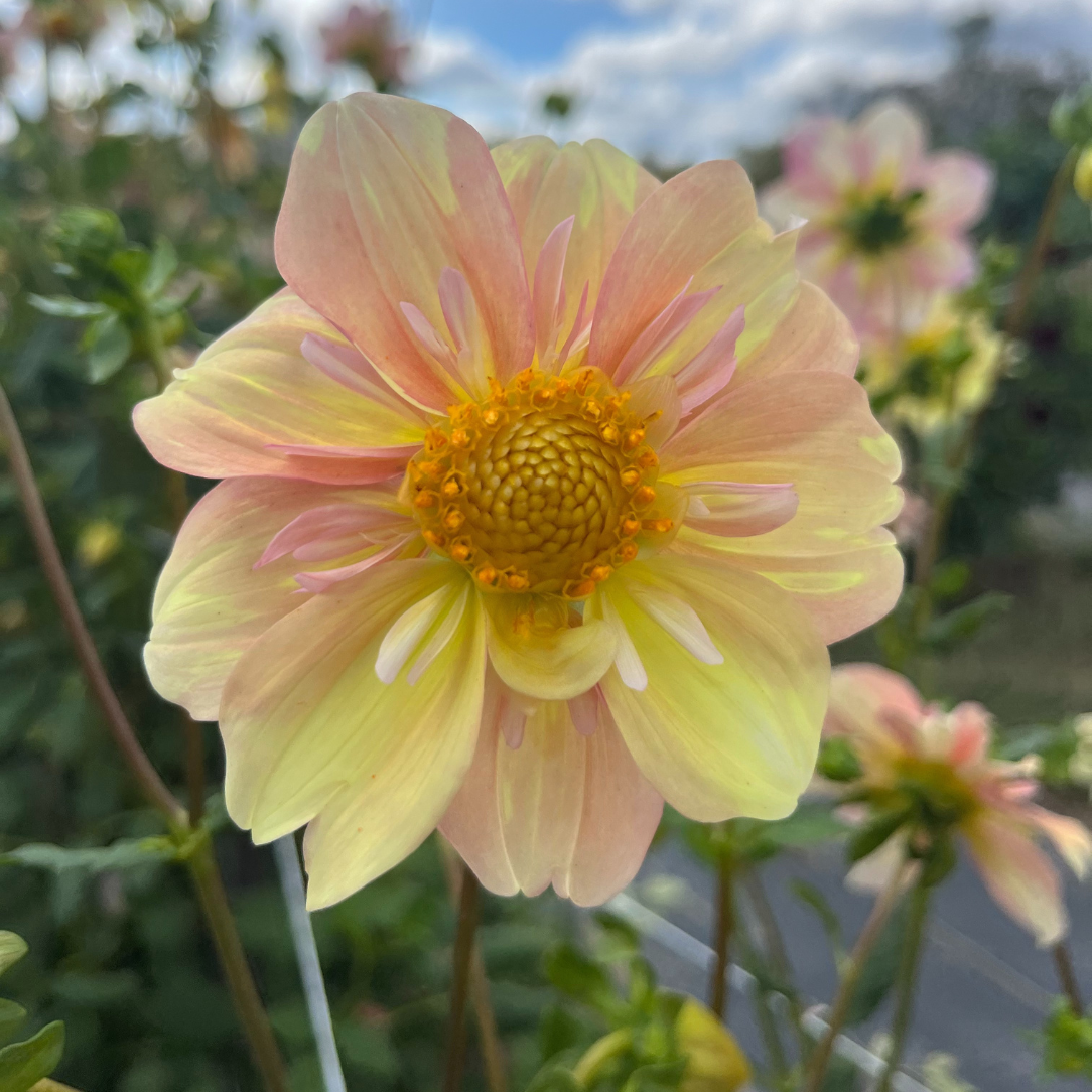Bright pink Apple Blossom Dahlia flower tuber from Hudson Valley Seed Co., showcasing vibrant petals and lush green foliage.