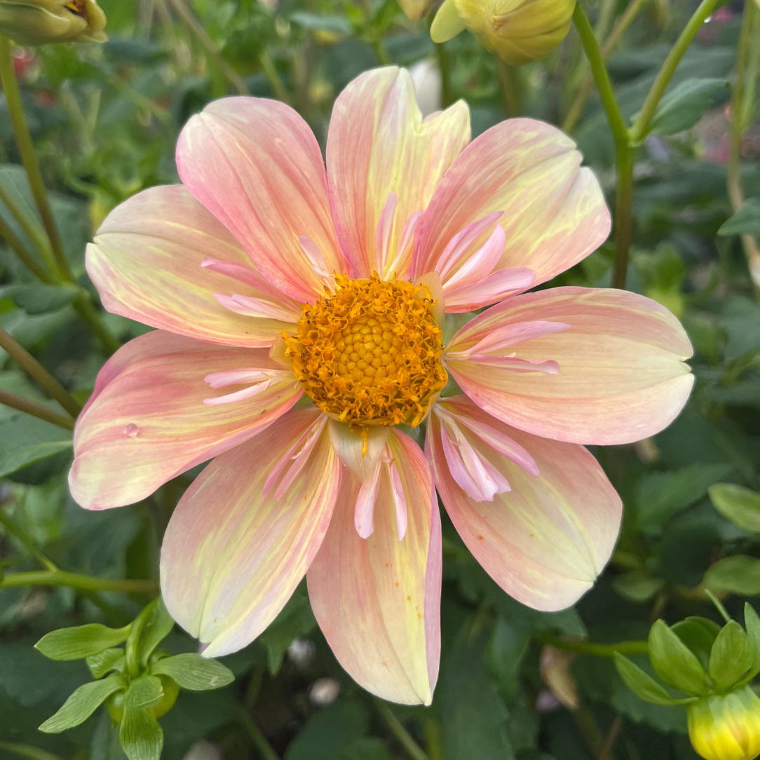Bright apple blossom pink dahlia flower tuber from Hudson Valley Seed Co. with lush petals and green foliage.