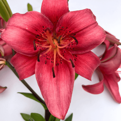 Close-up of Asiatic Lily Pearl Loraine flowers with white petals and pink streaks, cultivated by Hudson Valley Seed Co.