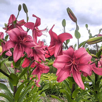 Asiatic Lily Pearl Loraine flowers with white petals and yellow centers, grown by Hudson Valley Seed Co.