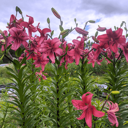 Close-up of Asiatic Lily &