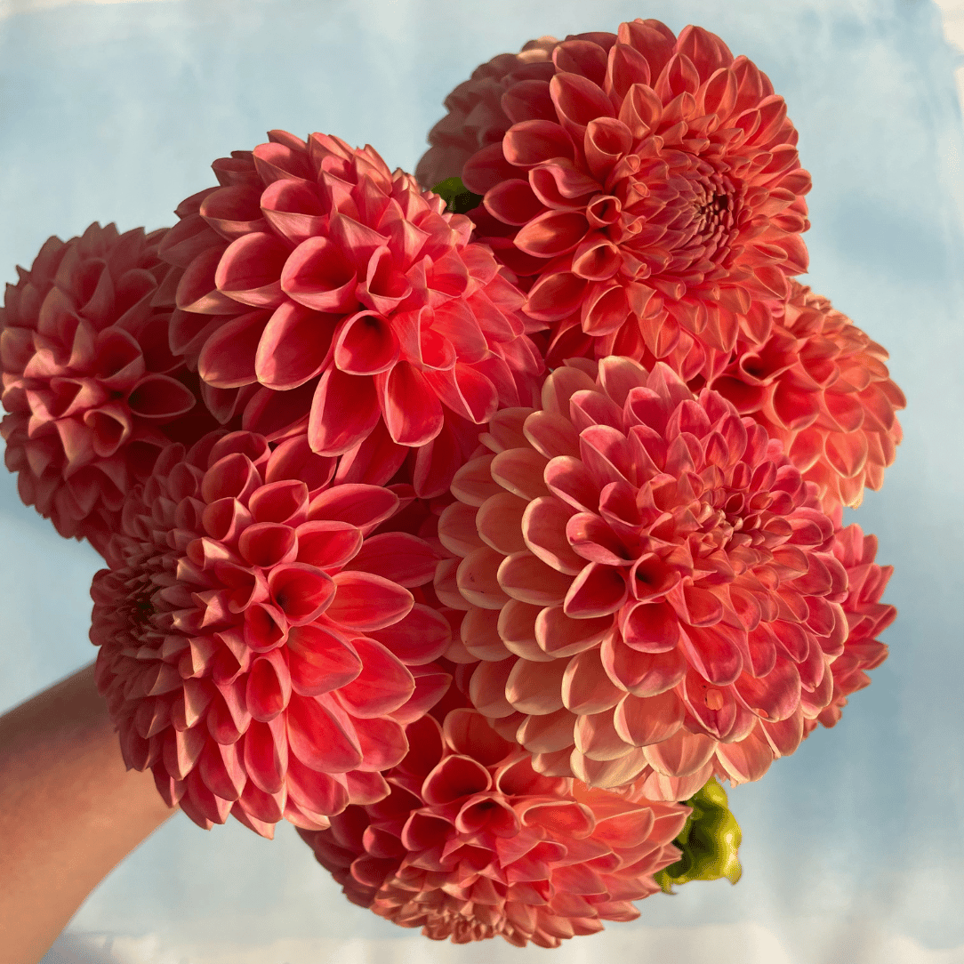 Hudson Valley Seed Co. Snoho Doris Dahlia tuber, a vibrant flowering bulb with lush, colorful blooms ready for planting.
