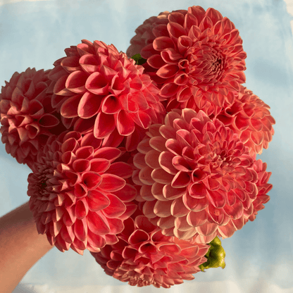 Hudson Valley Seed Co. Snoho Doris Dahlia tuber, a vibrant flowering bulb with lush, colorful blooms ready for planting.