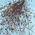 Jewels of Opar flowers by Hudson Valley Seed Co. with delicate pink blooms and green foliage
