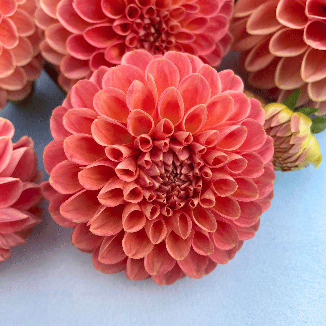 Colorful Snoho Doris Dahlia flower tuber from Hudson Valley Seed Co. with vibrant petals and lush green foliage.