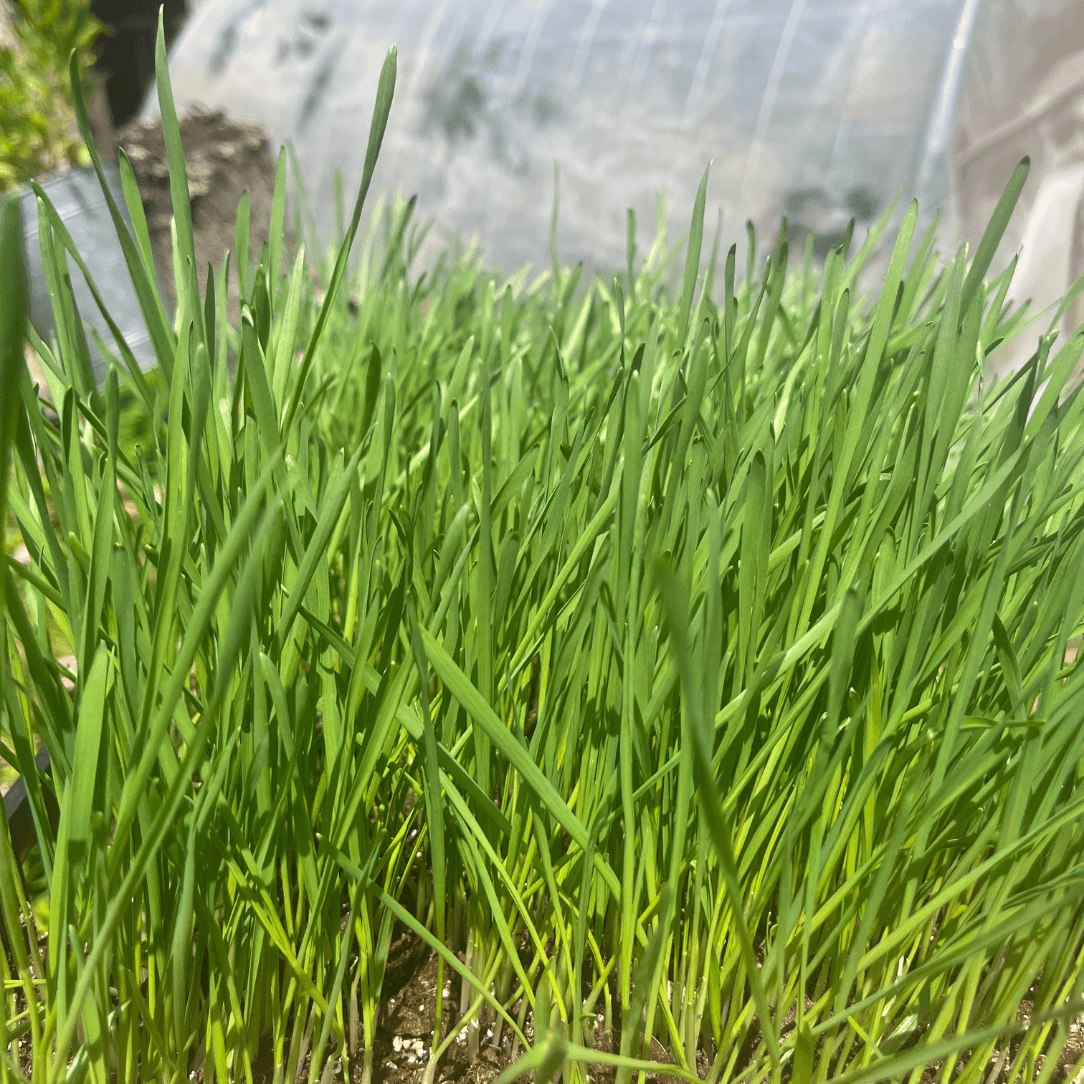 Cat Grass
