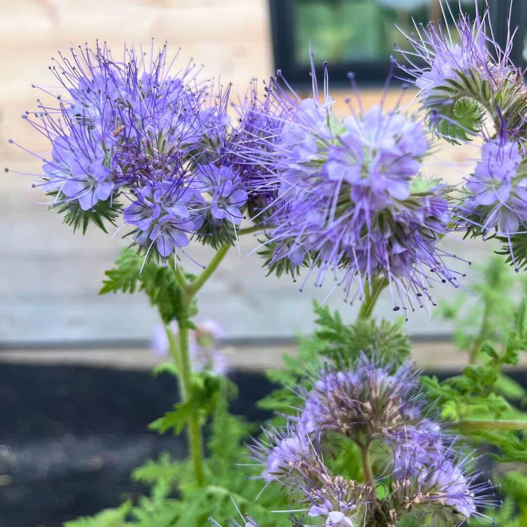 Close-up of delicate, lacy blue flowers of Hudson Valley Seed Co.&