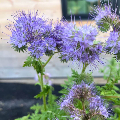 Close-up of delicate, lacy blue flowers of Hudson Valley Seed Co.&