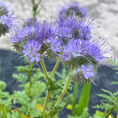 Lacy Phacelia flowers from Hudson Valley Seed Co., showing delicate, light purple blooms with fern-like foliage.