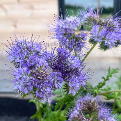 Close-up of delicate Lacy Phacelia flowers by Hudson Valley Seed Co., showcasing intricate purple and white blossoms.