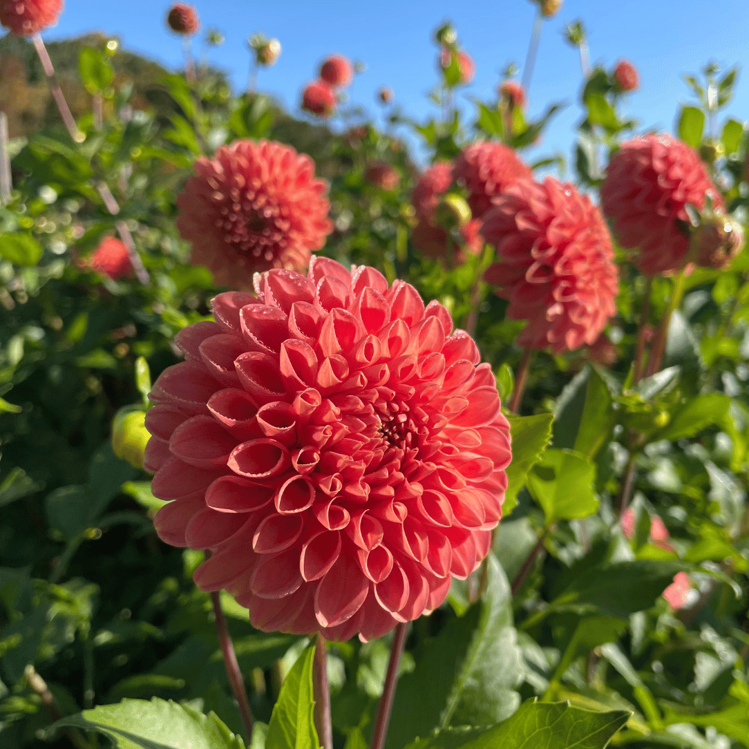 Image of a Snoho Doris Dahlia flower tuber from Hudson Valley Seed Co., showcasing its vibrant, healthy tuber with root details.