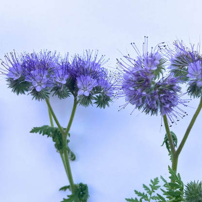 Lacy Phacelia flowers from Hudson Valley Seed Co., showcasing delicate, lavender-blue blossoms in a natural garden setting.