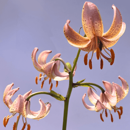 Close-up of Lily Martagon &