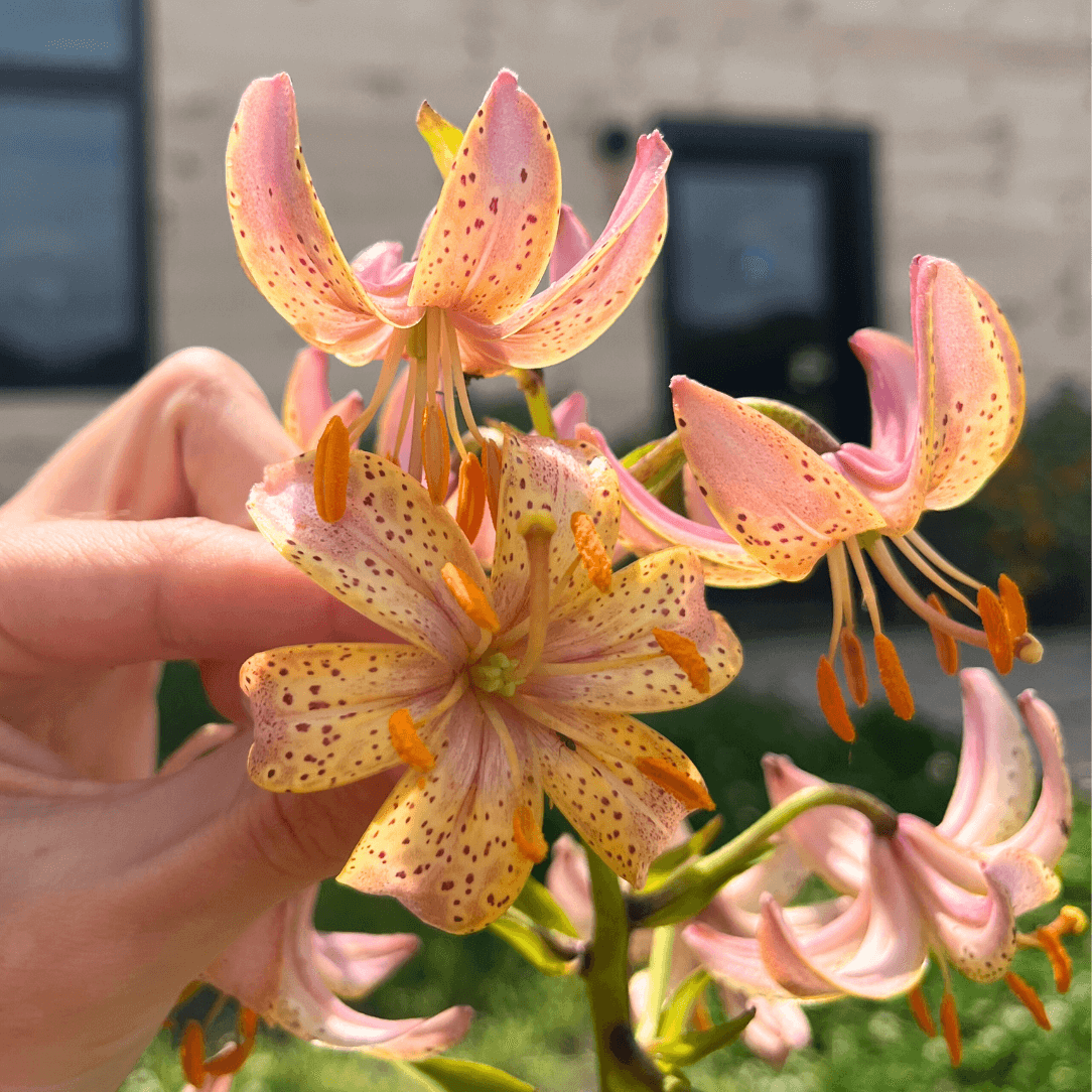 Close-up of Lily martagon &