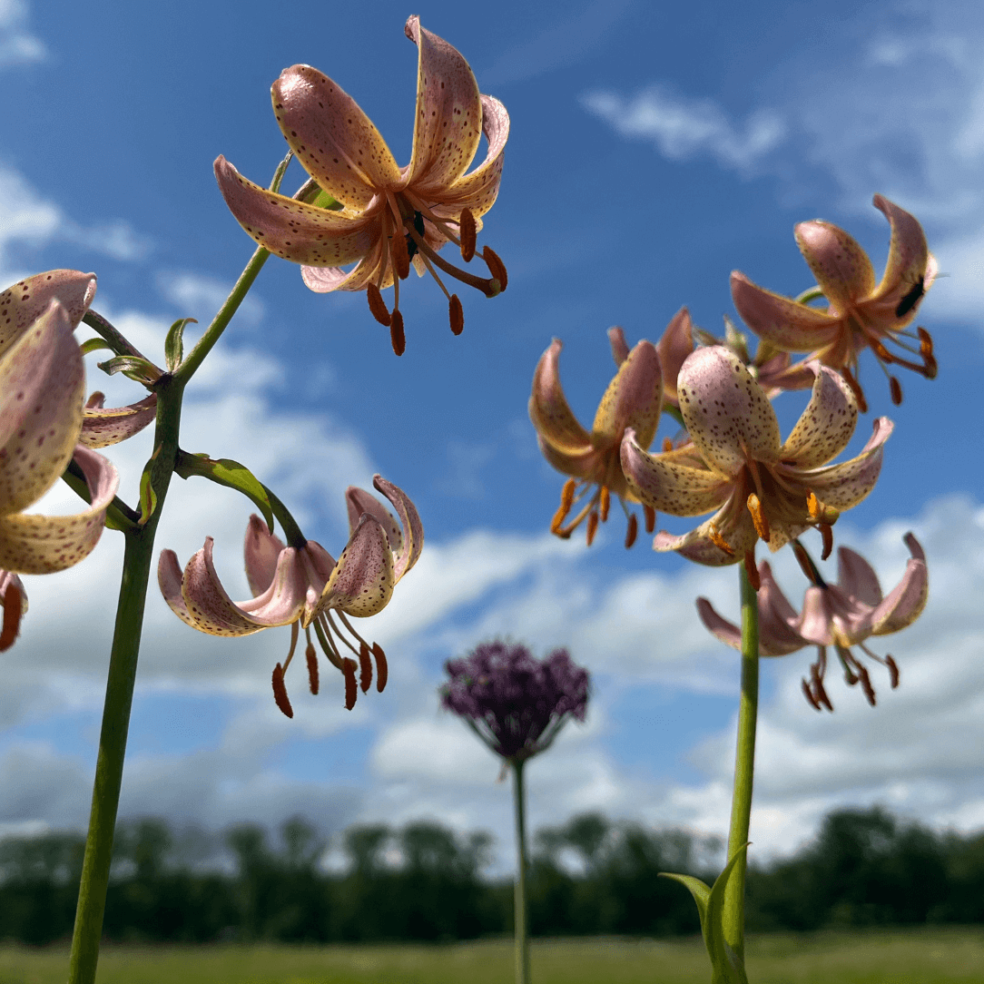 Close-up of Lily martagon &
