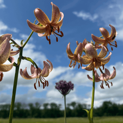 Close-up of Lily martagon &