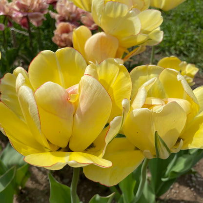 Bright pink tulip &
