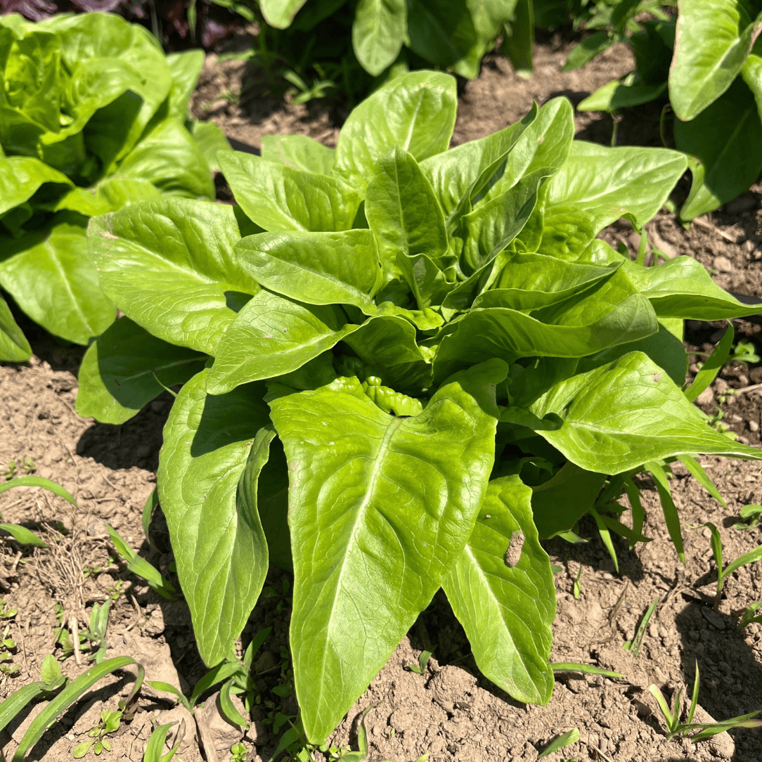 Fresh Amish Deer Tongue Lettuce from Hudson Valley Seed Co., showcasing elongated, crisp green leaves on a white background.