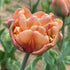Vibrant tulip flower of the La Belle Epoque variety, showcasing bright petals and lush green leaves against a natural background.
