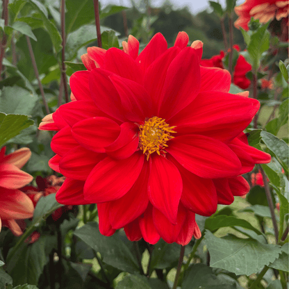 Sunset Dahlia flower tuber from Patricia Ann&