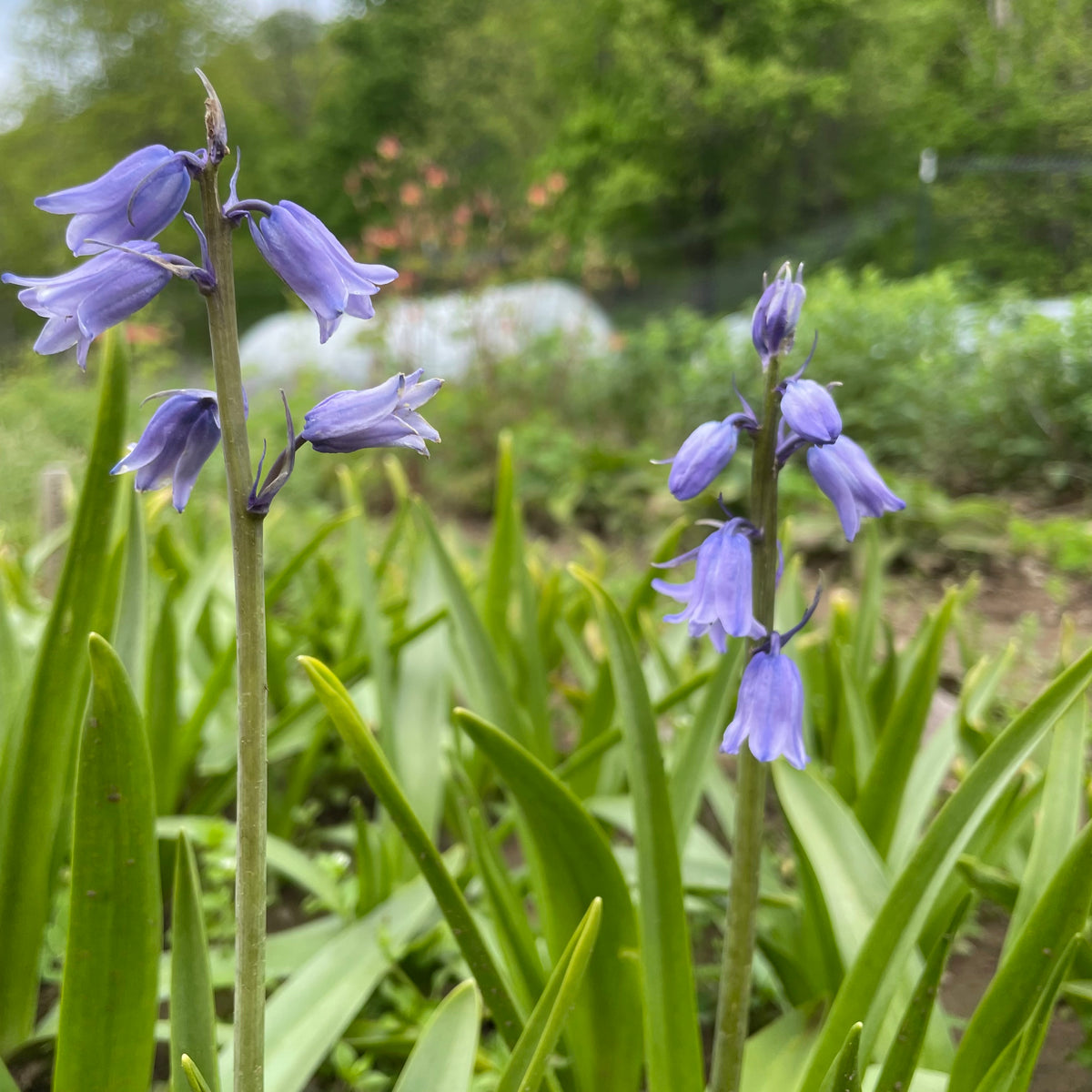 Bright Hyacinthoides hispanica &