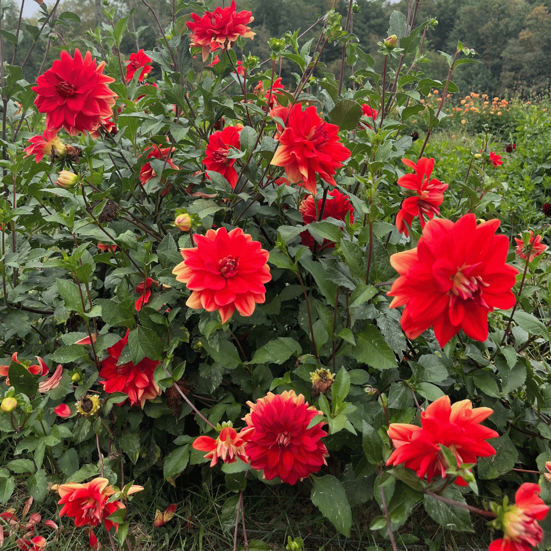 Sunset Dahlia tuber from Patricia Ann&