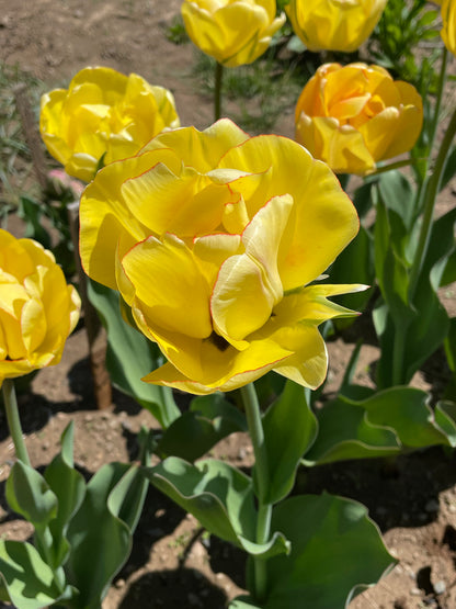 Bright pink tulip &