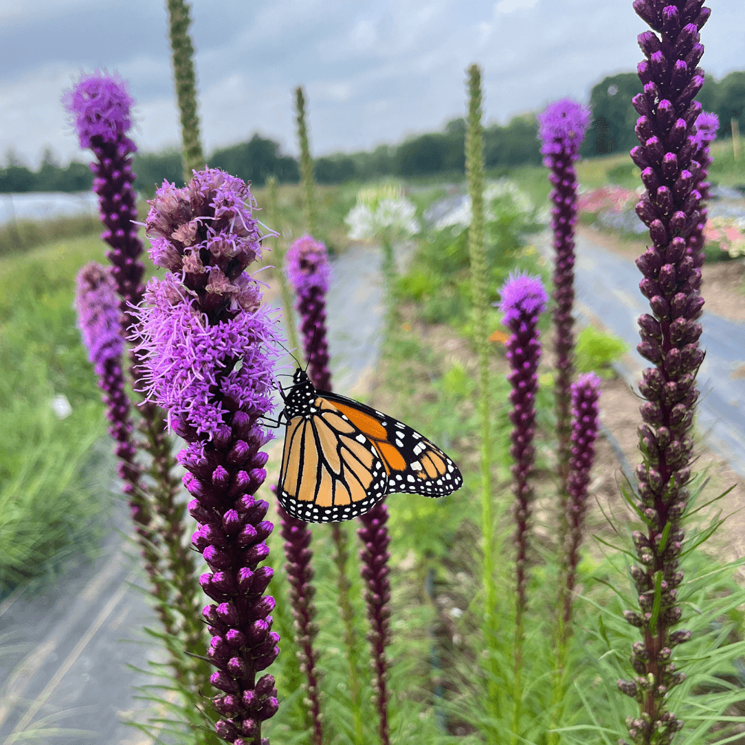 Bright yellow Blazing Star flowers from Hudson Valley Seed Co. with tall, spiky blooms and lush green foliage.