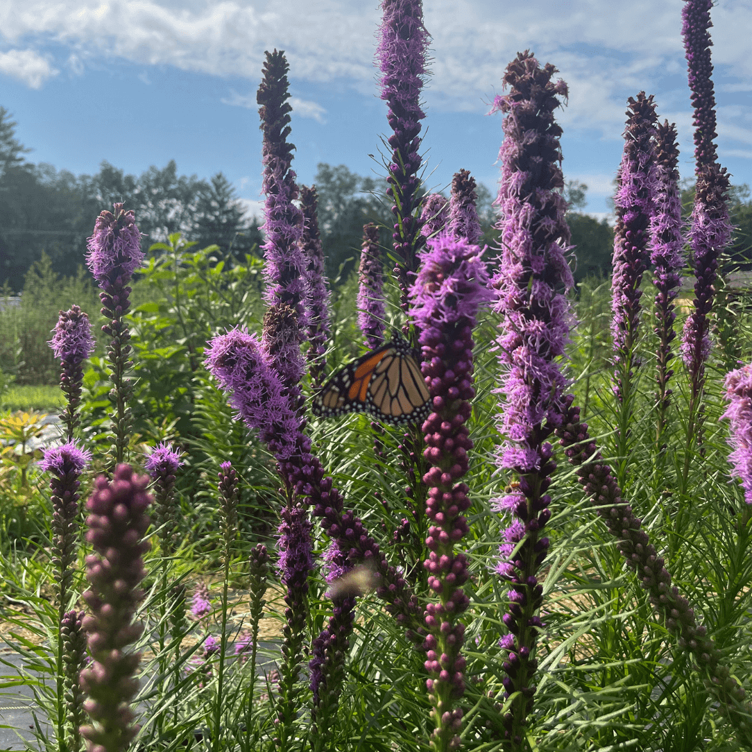 Bright orange Blazing Star flower from Hudson Valley Seed Co. with tall, spiky blooms and slender green leaves.