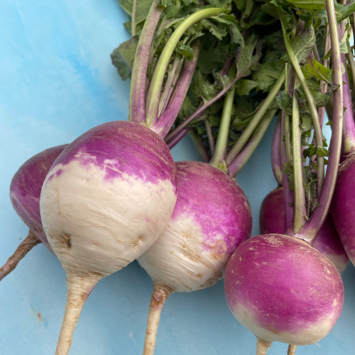 Purple top white globe turnip vegetable from Hudson Valley Seed Co., showing its round shape and purple and white coloration.