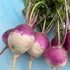 Purple top white globe turnip vegetable from Hudson Valley Seed Co., showing its round shape and purple and white coloration.