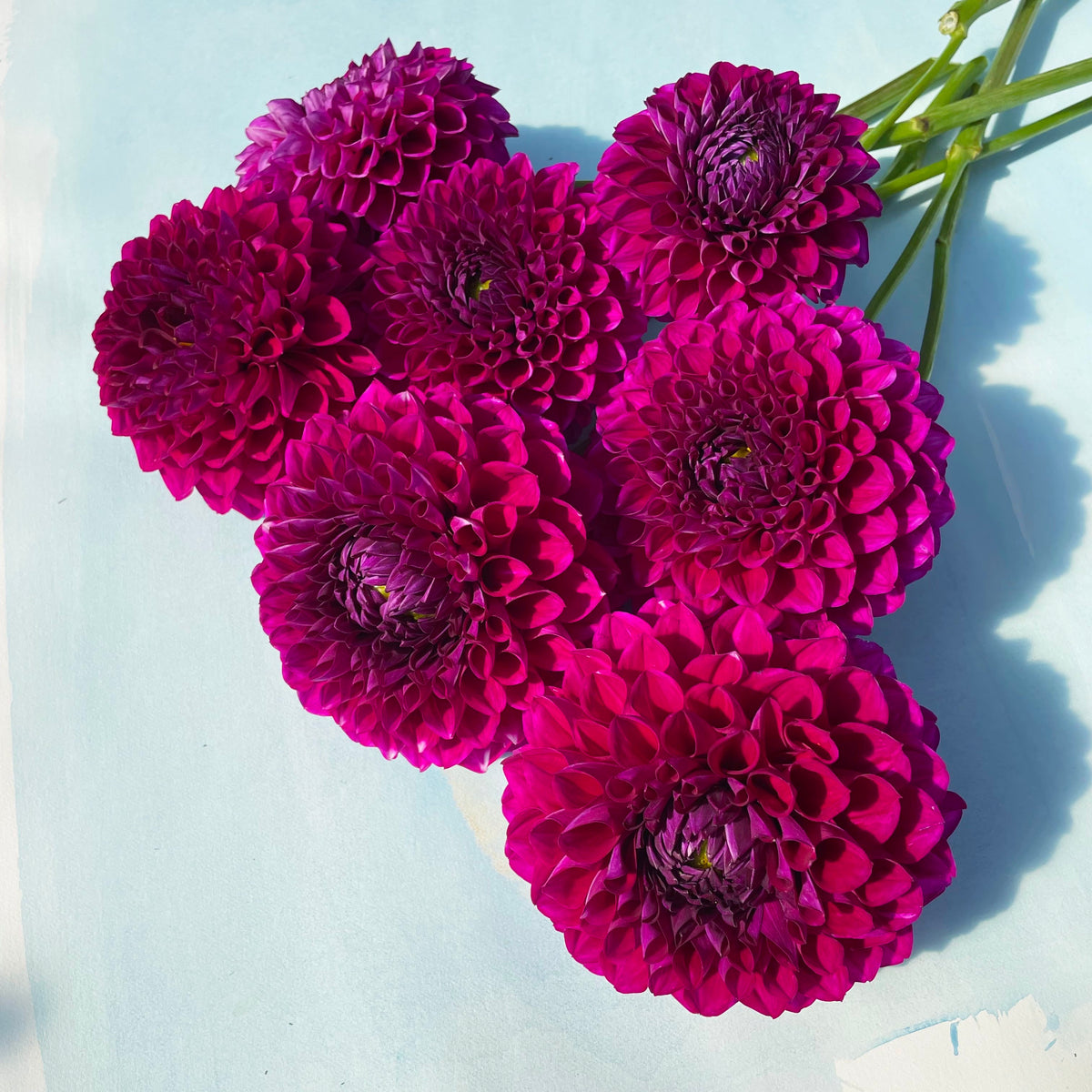 Dahlia tuber from Hudson Valley Seed Co. with vibrant, healthy flower bulbs ready for planting.