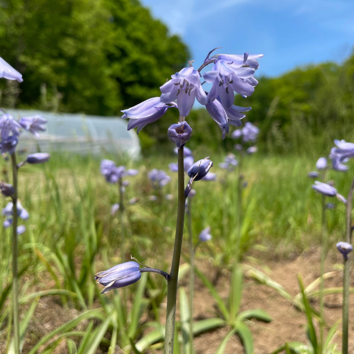 Bright Hyacinthoides hispanica &