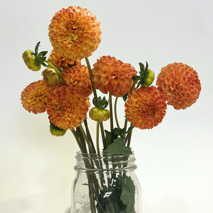 Ginger Willo Dahlia flowering tuber from Hudson Valley Seed Co. with vibrant, multi-colored petals and lush green foliage.