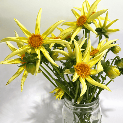 Honka Dahlia tuber from Hudson Valley Seed Co. with vibrant, colorful flower blooms and green foliage.