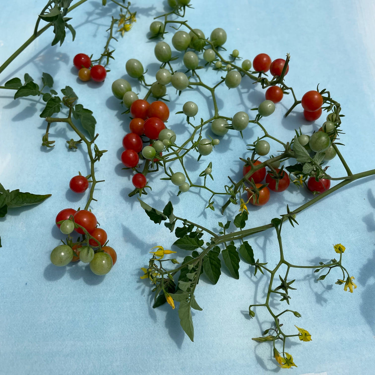 Sweet Pea Currant Tomato seedlings from Hudson Valley Seed Co. with green leafy plants growing in a garden tray.