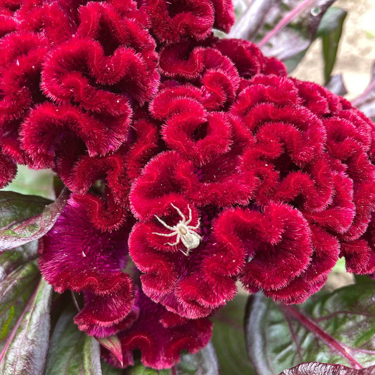 Dracula Celosia flower seedlings from Hudson Valley Seed Co. with vibrant red and purple velvety flower heads and green foliage