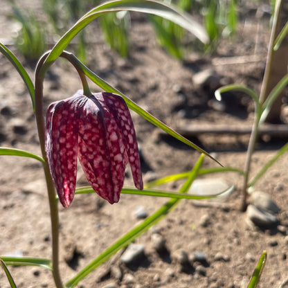 Colorful Fritillaria meleagris flowers from Hudson Valley Seed Co. in a vibrant garden display, showcasing bell-shaped blooms in a natural setting.