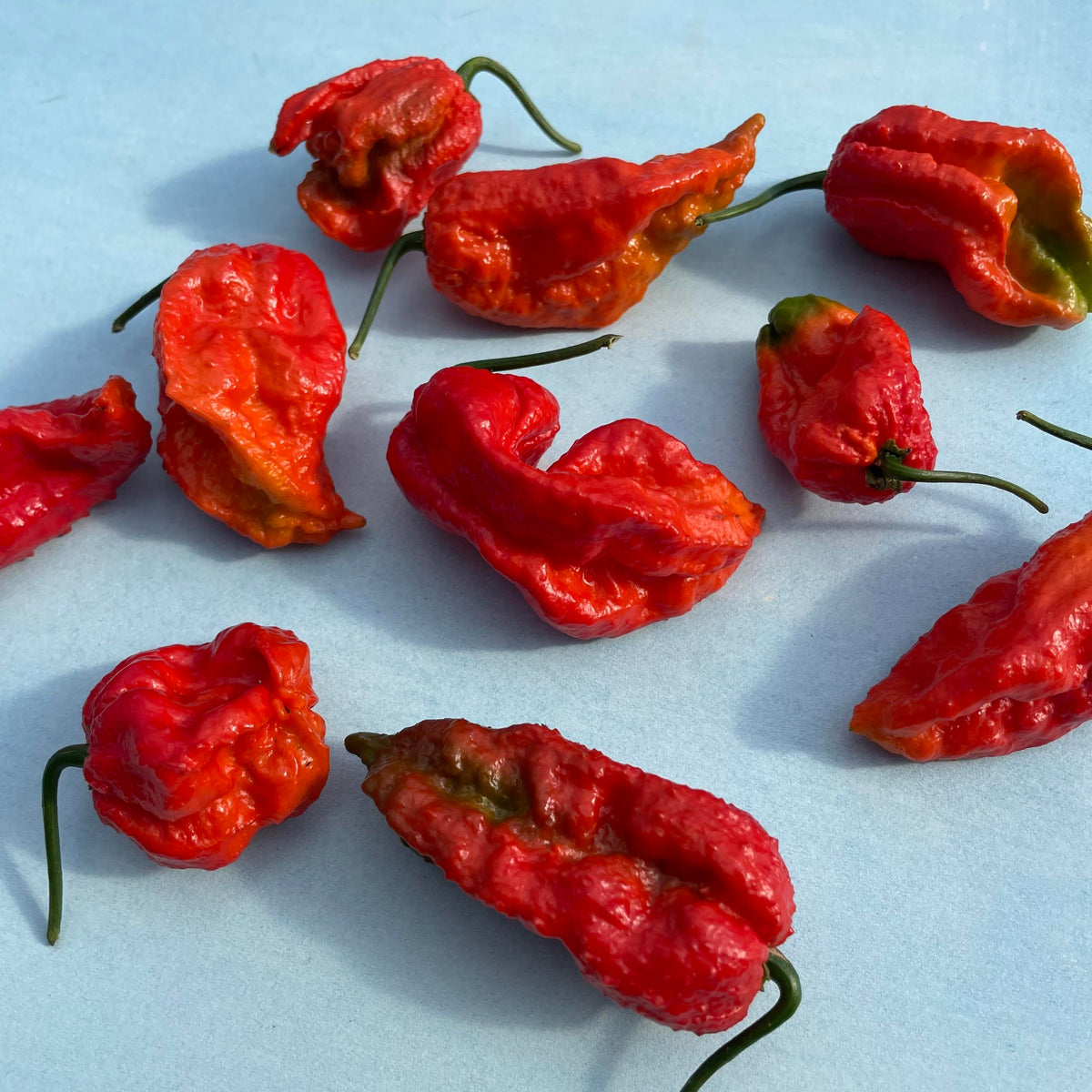 Fresh ghost peppers, vibrant red hot chili vegetables, shown in a display image on a vendor-unknown brand product.