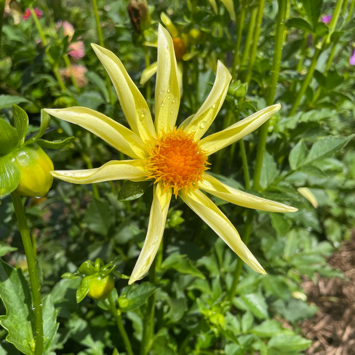 Honka Dahlia flower tuber from Hudson Valley Seed Co. with vibrant, colorful blooms and lush green foliage.
