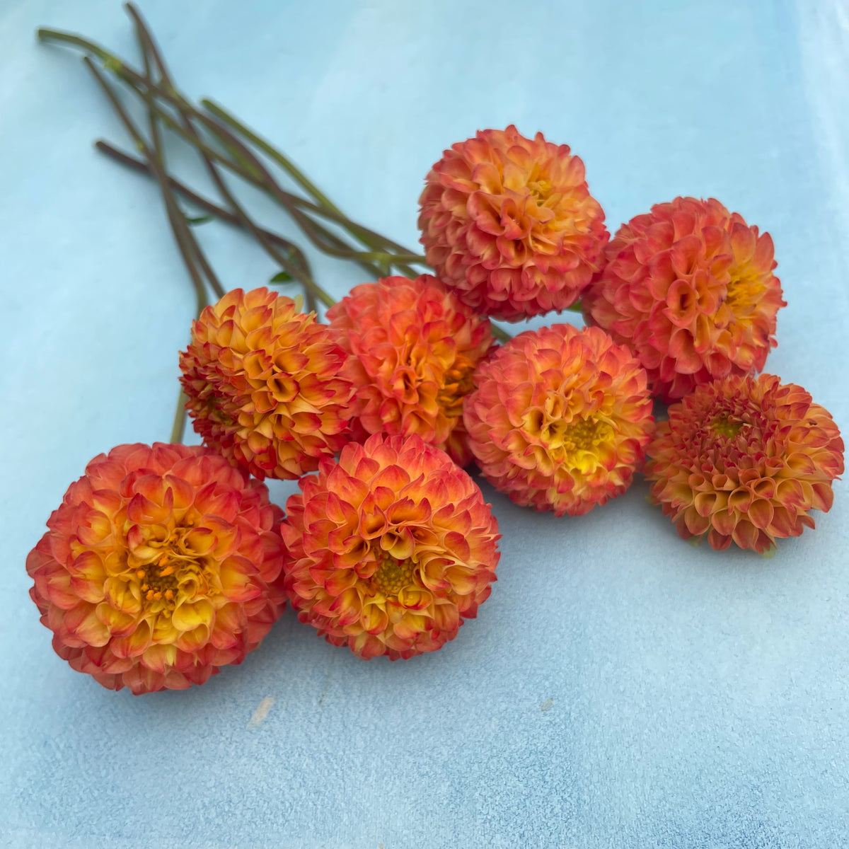 Close-up of a Ginger Willo Dahlia flower tuber from Hudson Valley Seed Co. with vibrant petals and lush foliage.